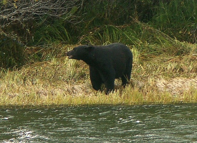 Click to See Next Image