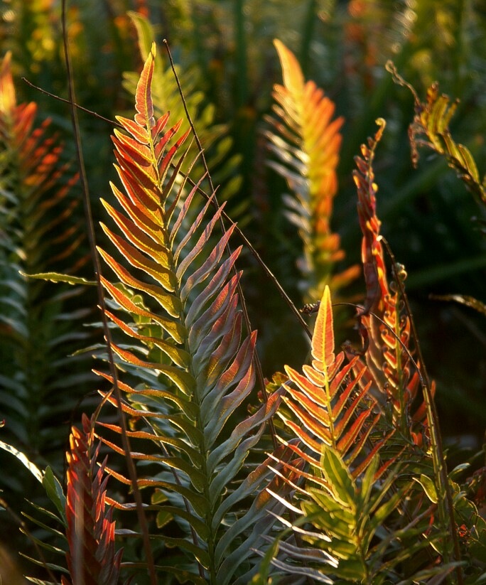 Click to See Next Image