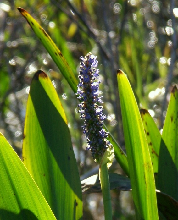 Click to See Next Image