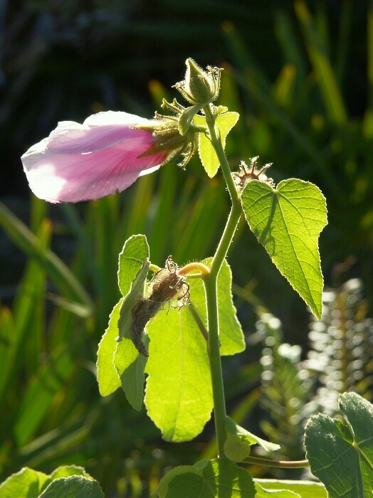 Click to See Next Image