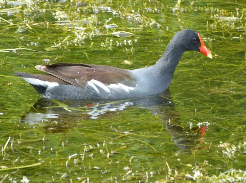 Click to See Next Image