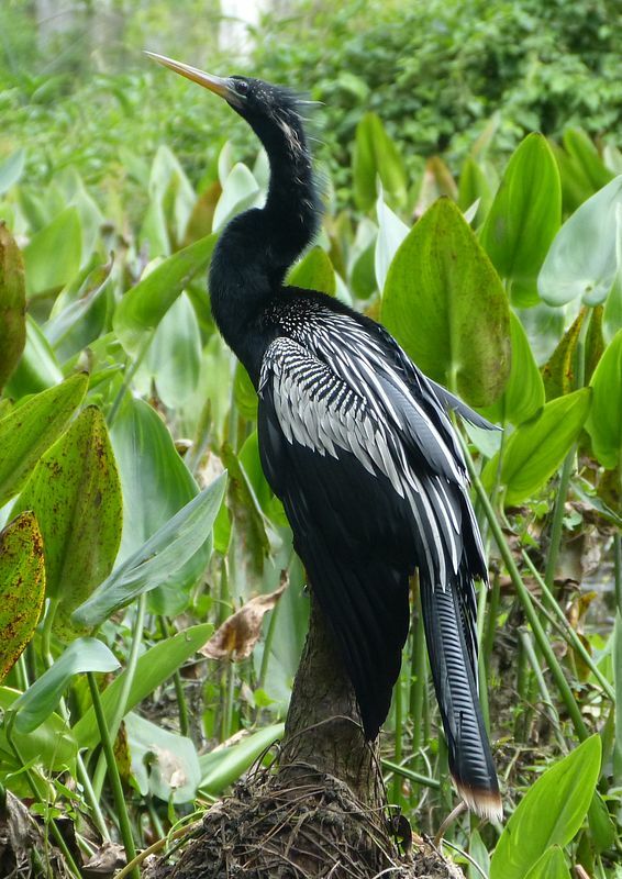 Click to See Next Image