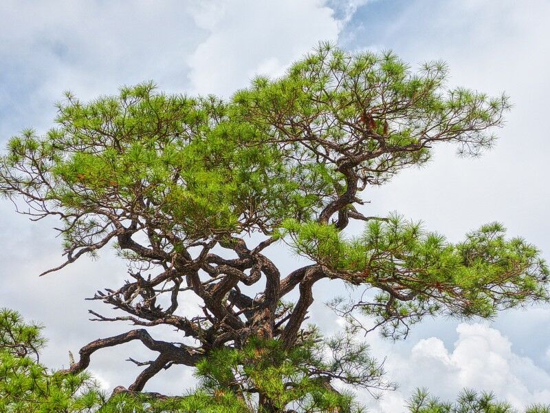 Click to See Next Image