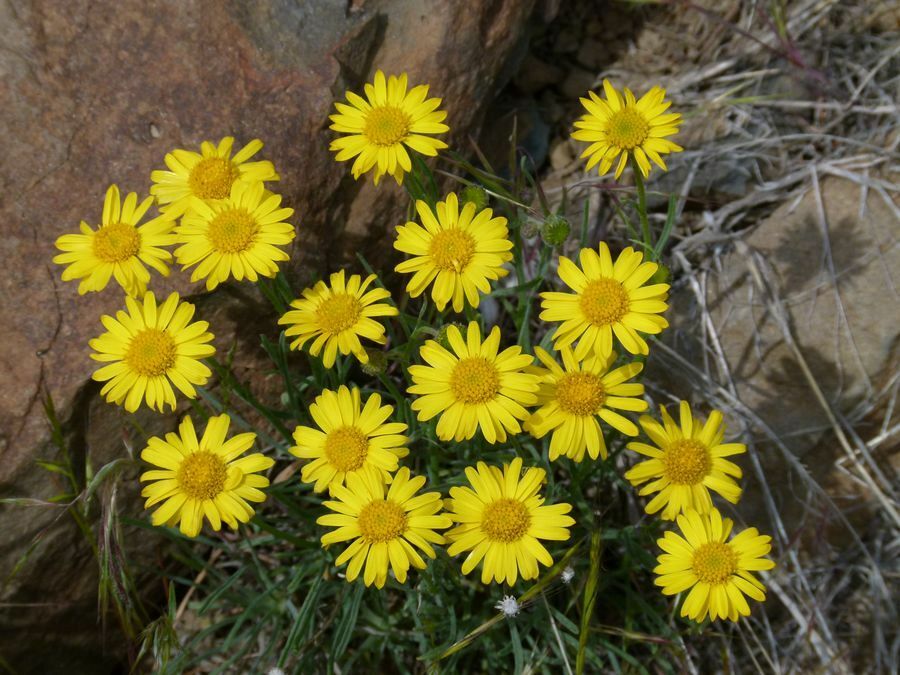 Click to See Next Image