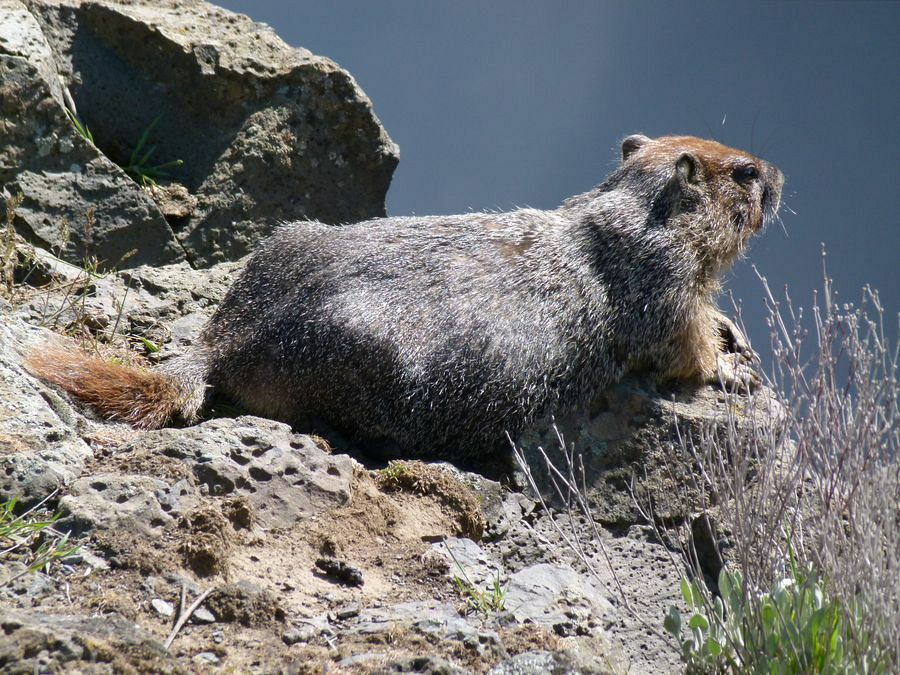 Click to See Next Image