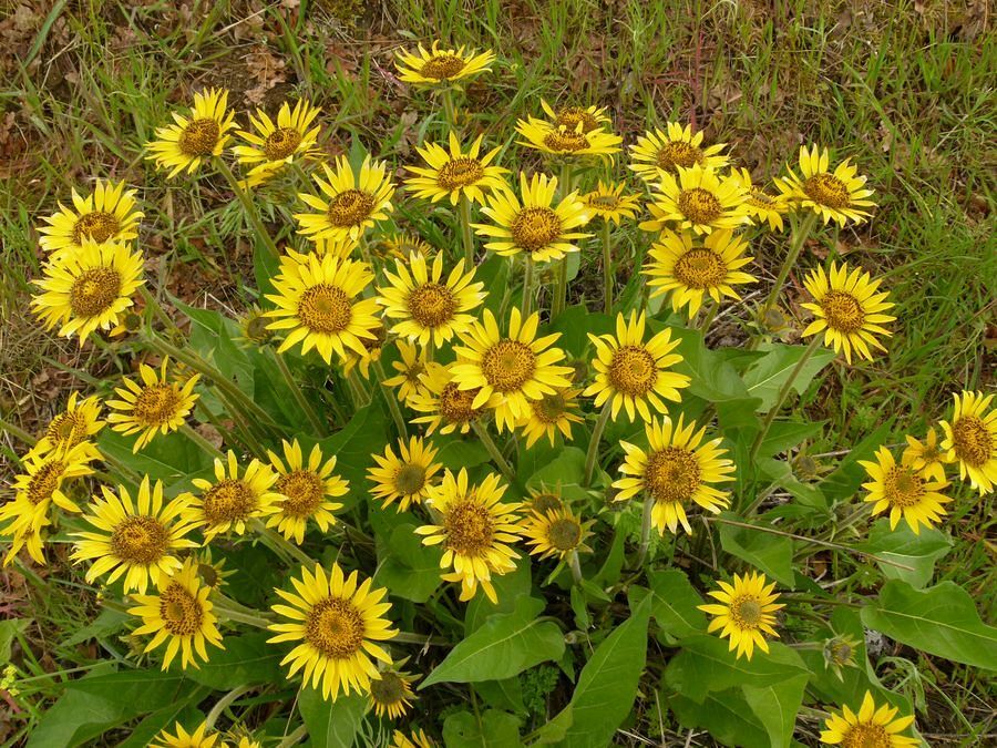 Click to See Next Image